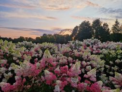 Hortenziju parks, mode muižās no Aleksandra Vasiļjeva, tēja ar hortenzijām un Raubonišķu vareņiki! 