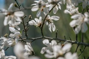 Uz turieni, kur zied Milzu krizantēma – zvaigžņotā Magnolija, kuģelis un foršmaks Krakē, kā arī ebreju Kedaiņi! 